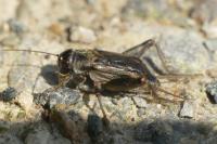Eumodicogryllus bordigalensis