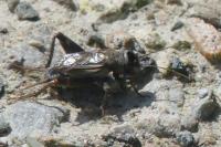 Eumodicogryllus bordigalensis