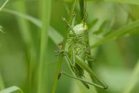 Tettigonia viridissima