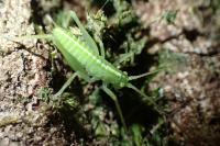 Meconema meridionale