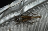 Eumodicogryllus bordigalensis
