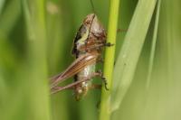 Roeseliana roeselii