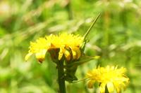 Tettigonia viridissima