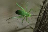 Leptophyes punctatissima