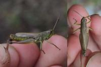 Pseudochorthippus parallelus