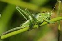 Tettigonia viridissima