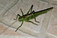 Tettigonia viridissima