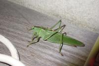 Tettigonia viridissima