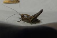 Pholidoptera griseoaptera
