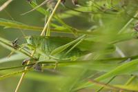 Tettigonia viridissima