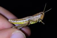 Pseudochorthippus parallelus