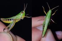 Pseudochorthippus parallelus