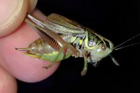Roeseliana roeselii