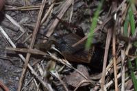 Gryllus campestris
