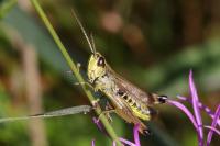 Pseudochorthippus parallelus