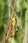 Stethophyma grossum