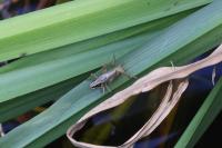 Roeseliana roeselii