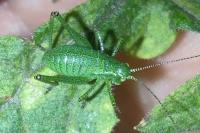 Leptophyes punctatissima