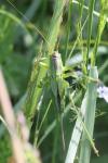 Tettigonia viridissima
