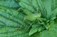 Leptophyes punctatissima