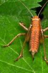 Pholidoptera griseoaptera