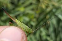 Conocephalus fuscus