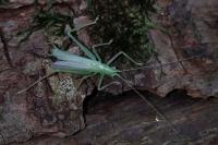 Meconema thalassinum