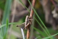 Pholidoptera griseoaptera