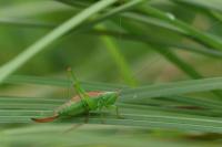 Conocephalus dorsalis