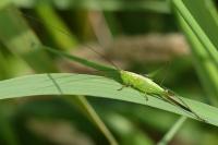 Conocephalus fuscus