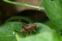 Pholidoptera griseoaptera