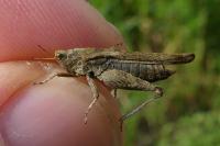 Tetrix subulata