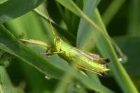 Chrysochraon dispar