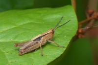 Chorthippus albomarginatus