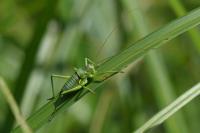 Uromenus rugosicollis