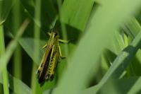 Stethophyma grossum