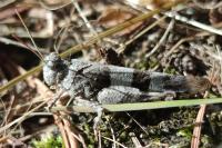 Oedipoda caerulescens