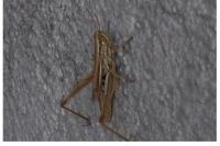 Euchorthippus declivus