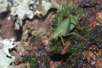 Leptophyes punctatissima