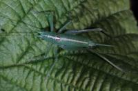 Meconema meridionale