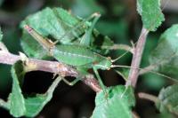 Leptophyes punctatissima
