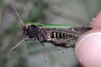 Omocestus rufipes