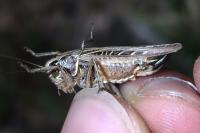 Tessellana tessellata