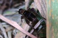 Nemobius sylvestris