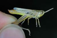 Euchorthippus declivus