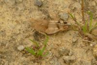Oedipoda caerulescens