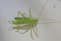 Meconema thalassinum