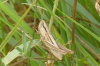 Euchorthippus elegantulus