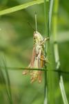 Euchorthippus declivus