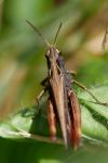 Omocestus rufipes